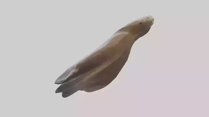 Sea Lion Flippers Model VR / AR / low-poly