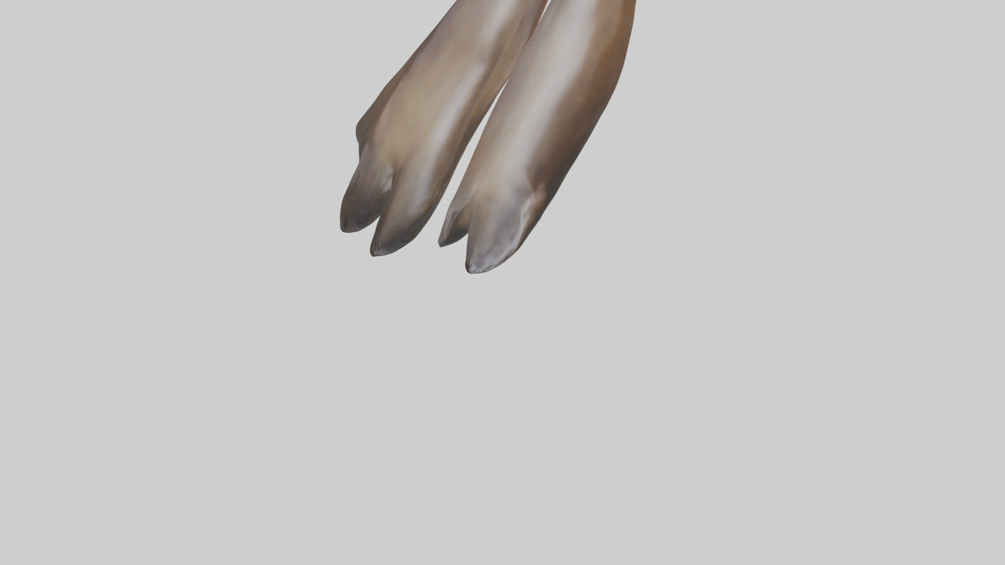 Sea Lion Flippers Model VR / AR / low-poly