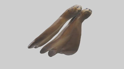 Sea Lion Flippers Model VR / AR / low-poly
