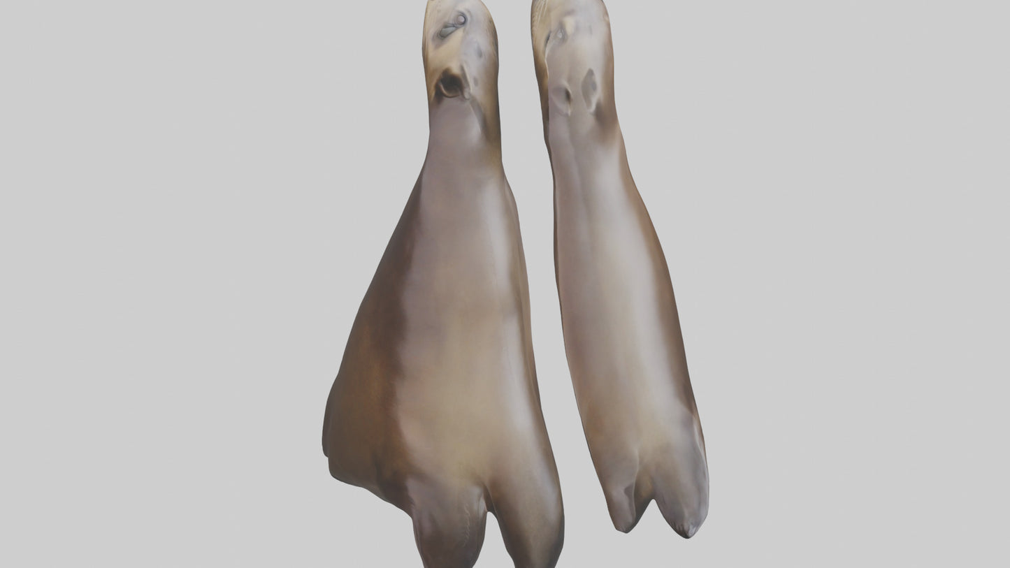Sea Lion Flippers Model VR / AR / low-poly