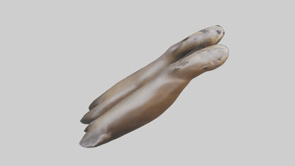 Sea Lion Flippers Model VR / AR / low-poly