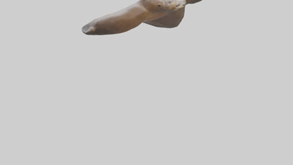 Sea Lion Flippers Model VR / AR / low-poly