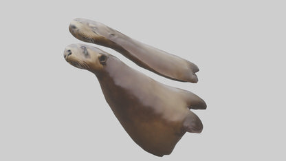 Sea Lion Flippers Model VR / AR / low-poly