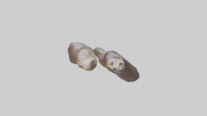 Sea Lion Flippers Model VR / AR / low-poly