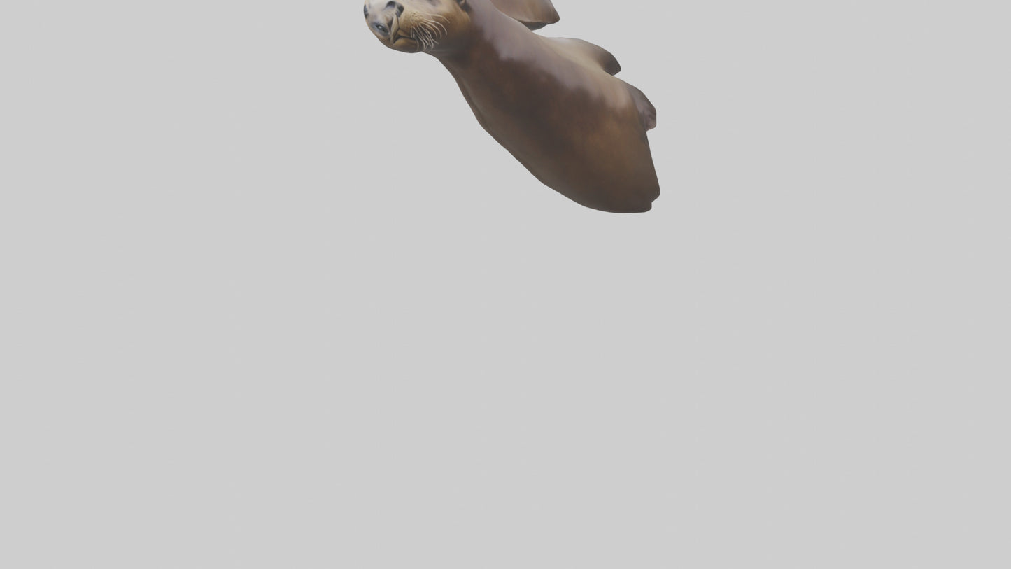 Sea Lion Flippers Model VR / AR / low-poly