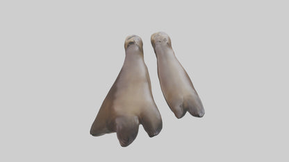 Sea Lion Flippers Model VR / AR / low-poly