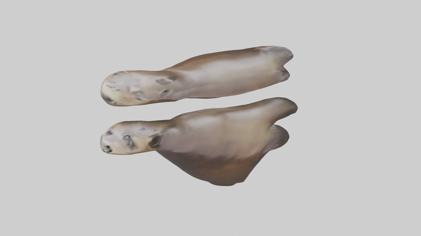 Sea Lion Flippers Model VR / AR / low-poly