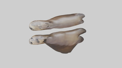 Sea Lion Flippers Model VR / AR / low-poly