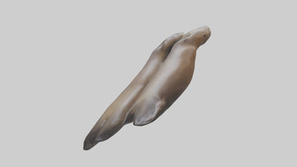 Sea Lion Flippers Model VR / AR / low-poly
