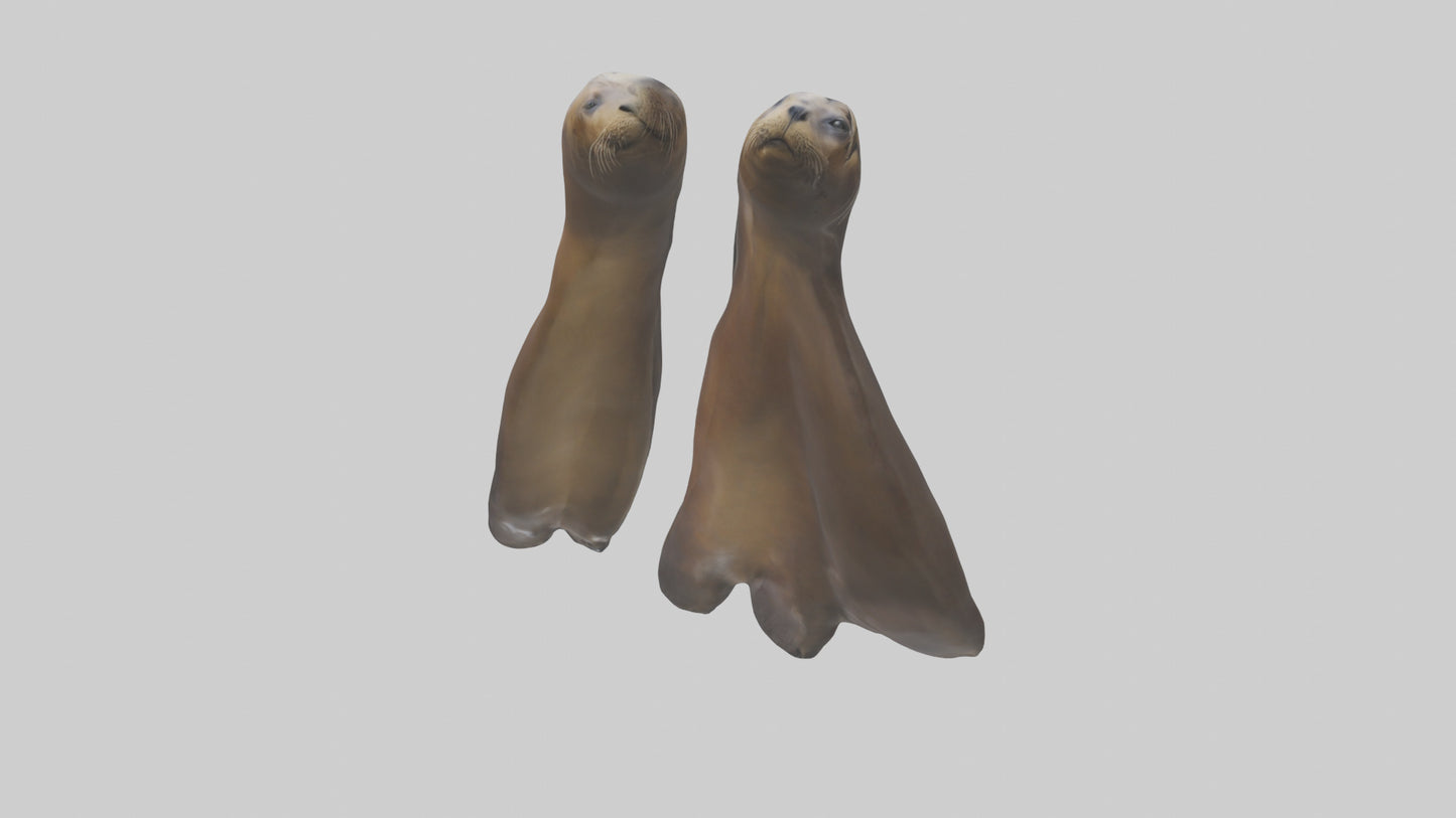 Sea Lion Flippers Model VR / AR / low-poly