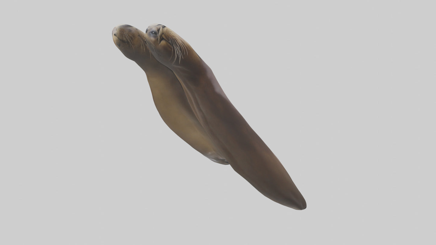 Sea Lion Flippers Model VR / AR / low-poly