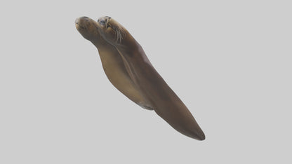 Sea Lion Flippers Model VR / AR / low-poly