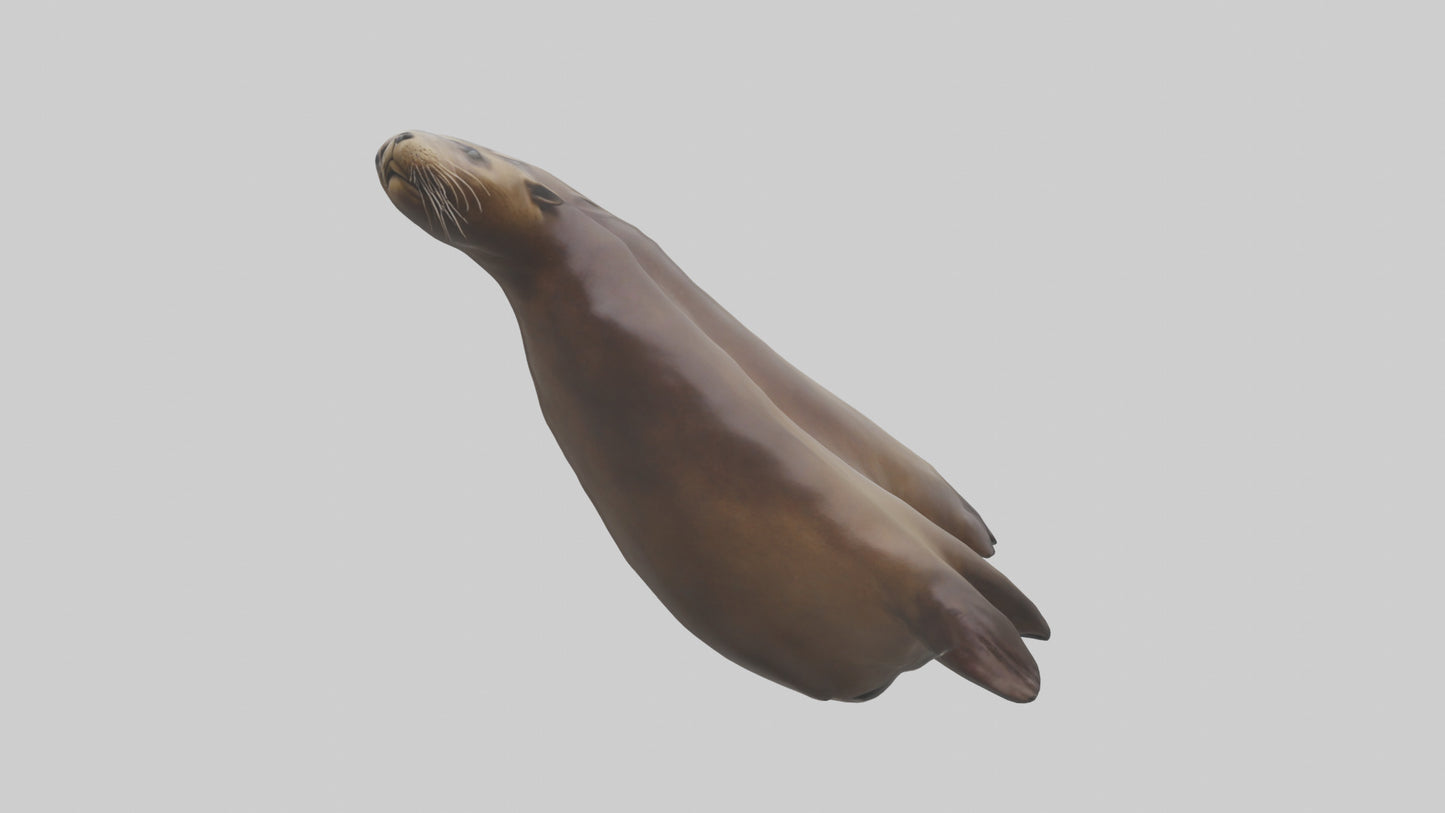 Sea Lion Flippers Model VR / AR / low-poly