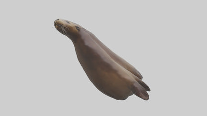Sea Lion Flippers Model VR / AR / low-poly