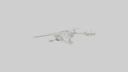 Sea Monster model 3D model