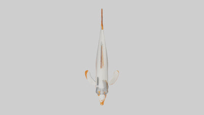 3D model Sea Robin gliding model VR / AR / low-poly