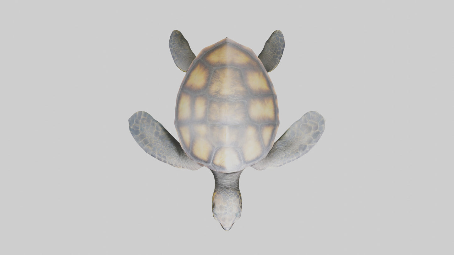 Sea Turtle model 3D model