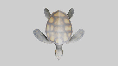 Sea Turtle model 3D model