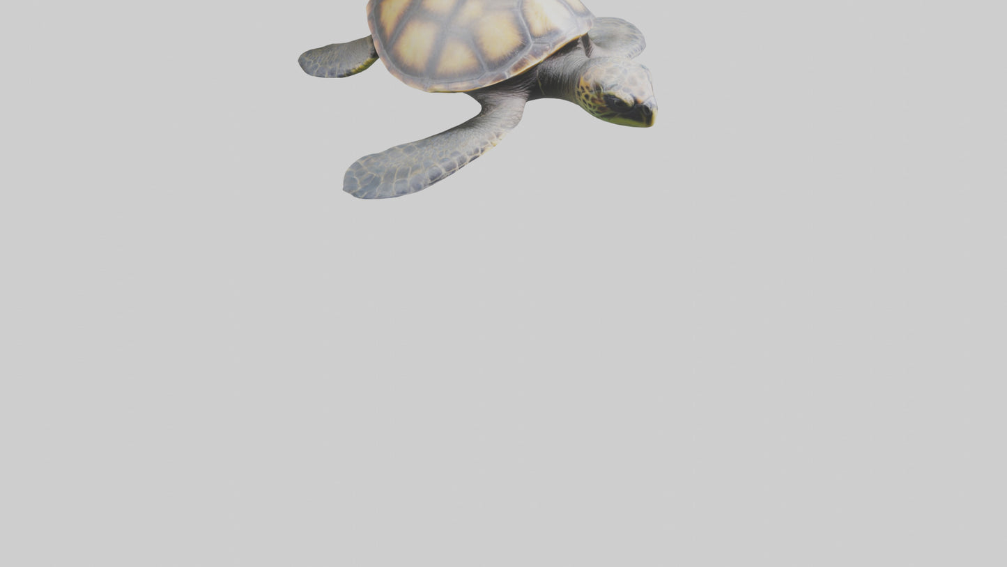 Sea Turtle model 3D model