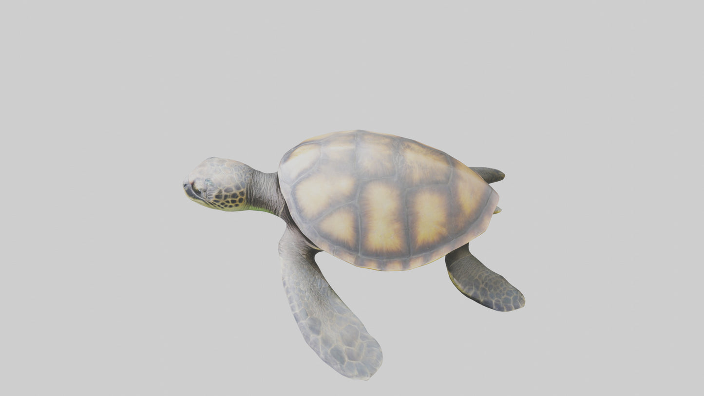 Sea Turtle model 3D model