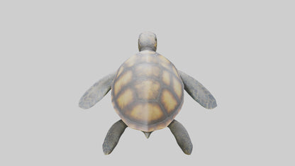 Sea Turtle model 3D model