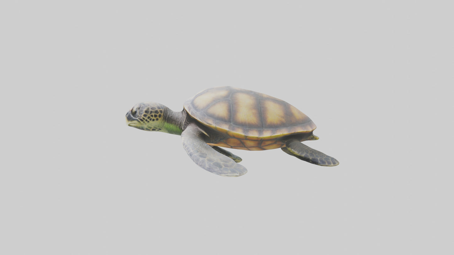 Sea Turtle model 3D model