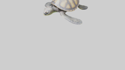 Sea Turtle model 3D model