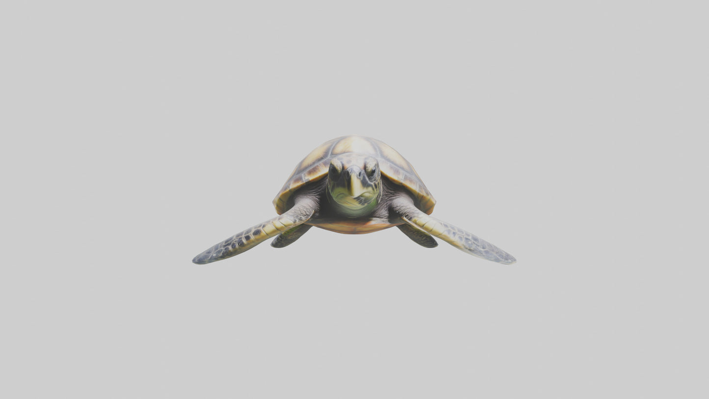Sea Turtle model 3D model