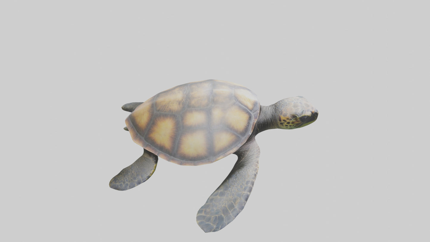 Sea Turtle model 3D model
