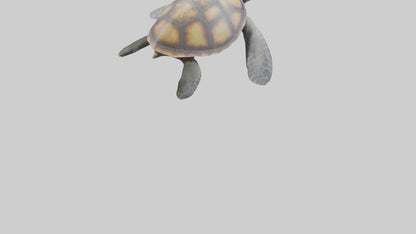 Sea Turtle model 3D model