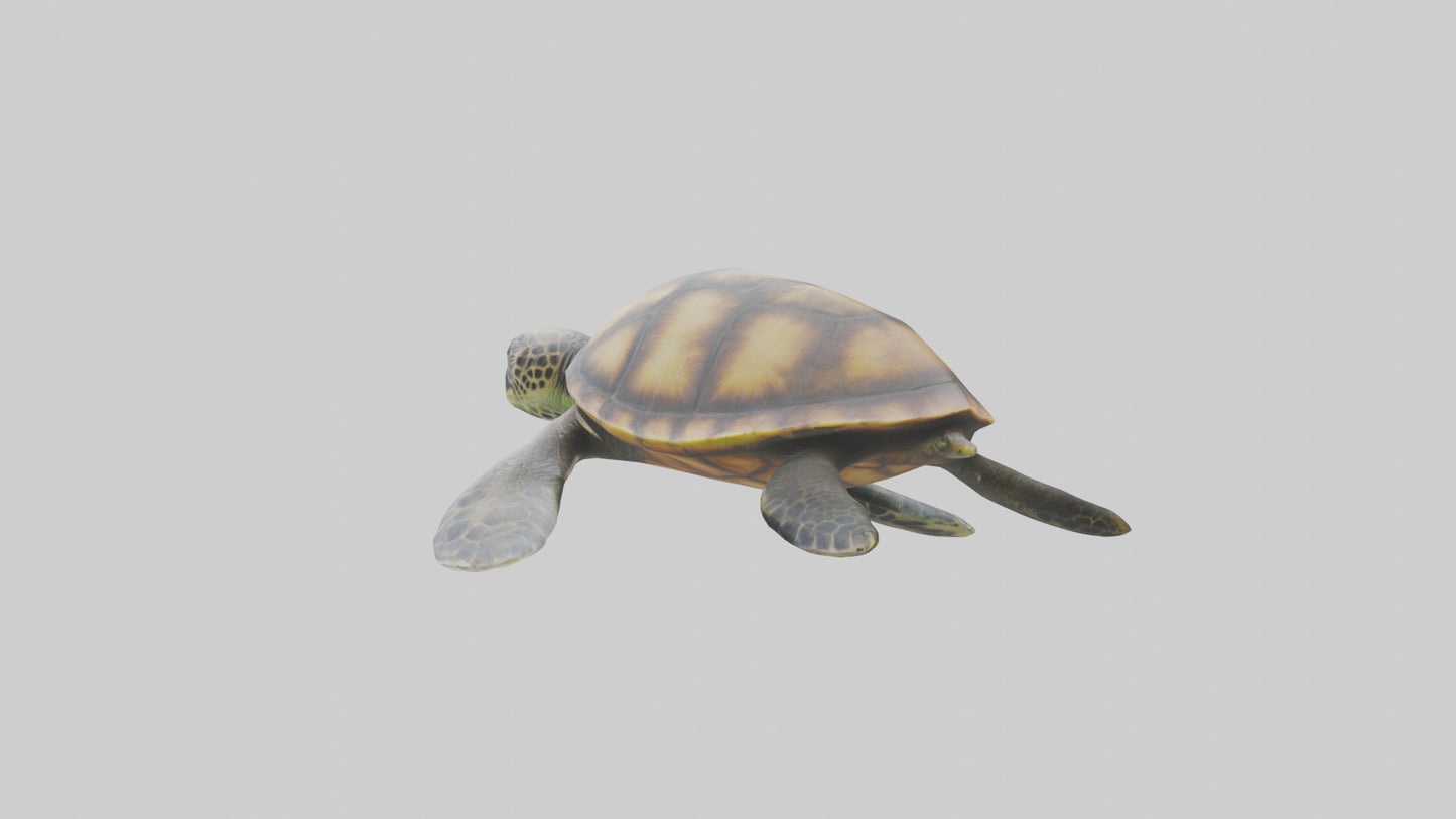 Sea Turtle model 3D model