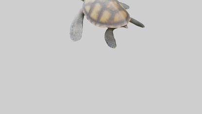 Sea Turtle model 3D model