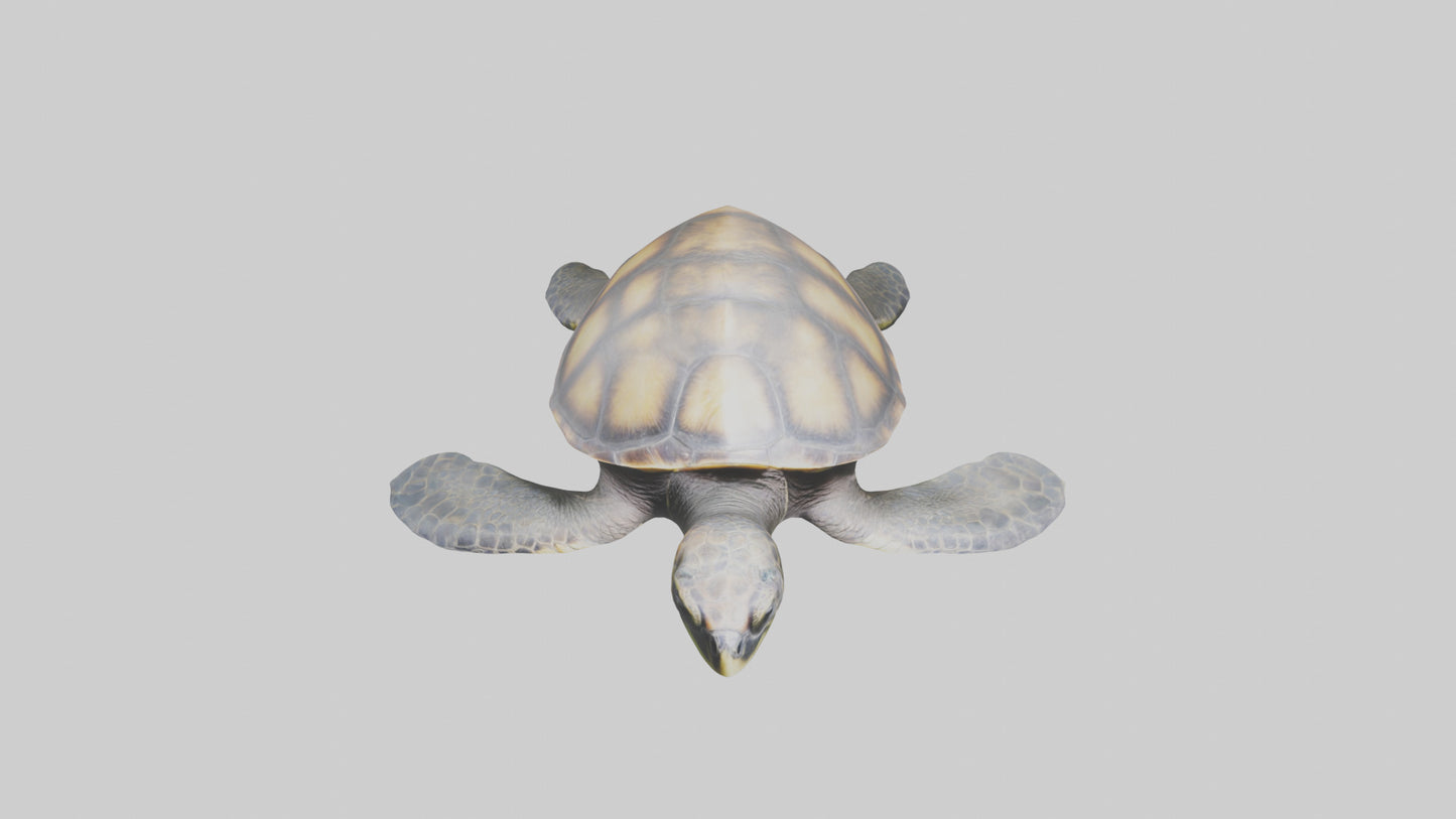 Sea Turtle model 3D model