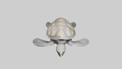 Sea Turtle model 3D model