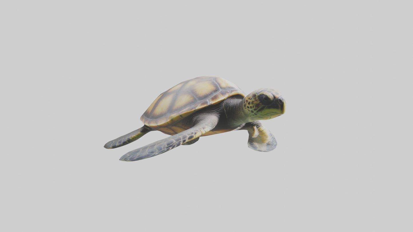 Sea Turtle model 3D model