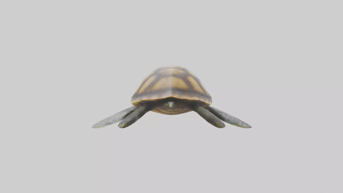 Sea Turtle model 3D model