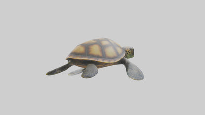 Sea Turtle model 3D model