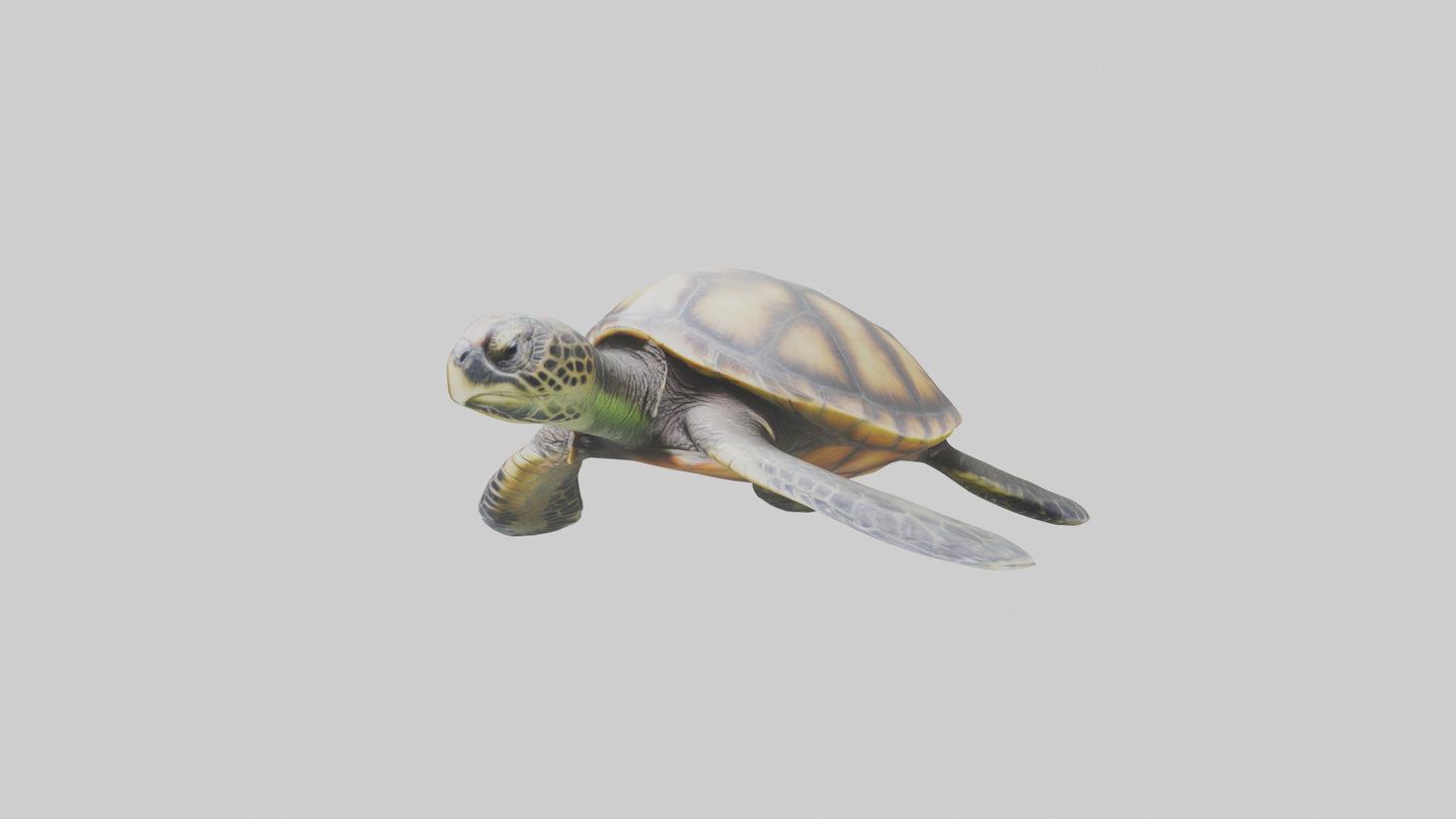 Sea Turtle model 3D model