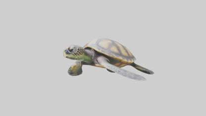 Sea Turtle model 3D model