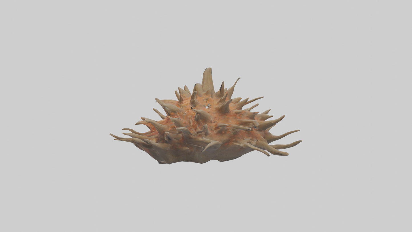 Sea Urchin clinging model 3D model