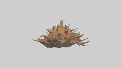 Sea Urchin clinging model 3D model
