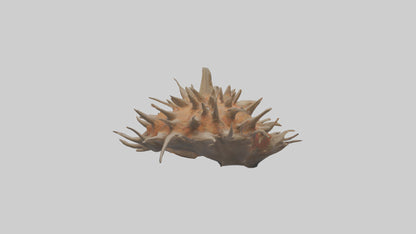 Sea Urchin clinging model 3D model