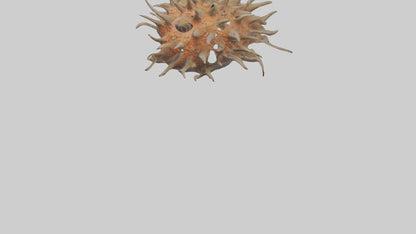 Sea Urchin clinging model 3D model