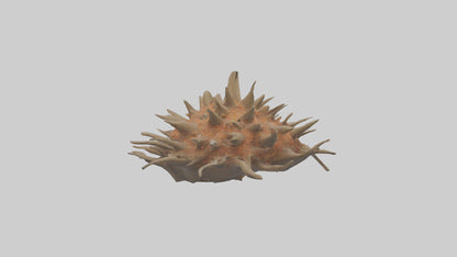 Sea Urchin clinging model 3D model