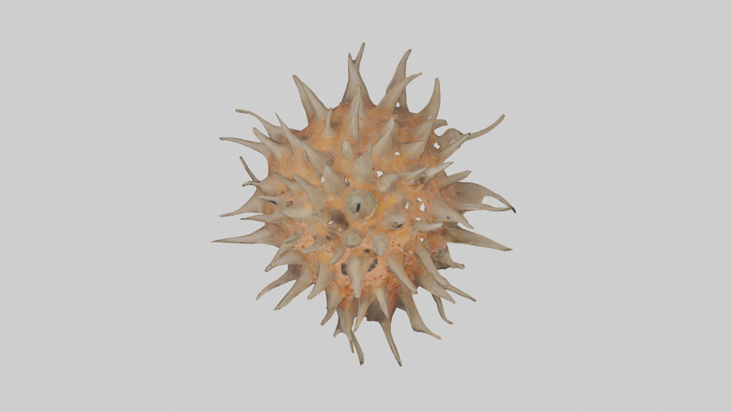 Sea Urchin clinging model 3D model