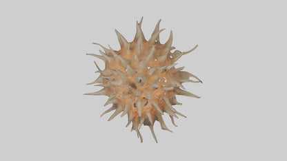 Sea Urchin clinging model 3D model