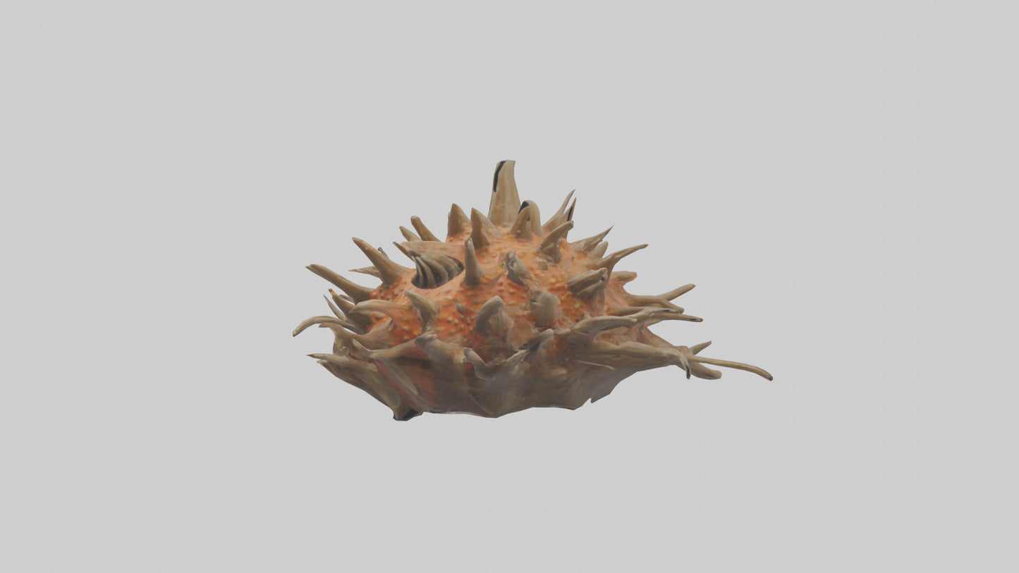 Sea Urchin clinging model 3D model