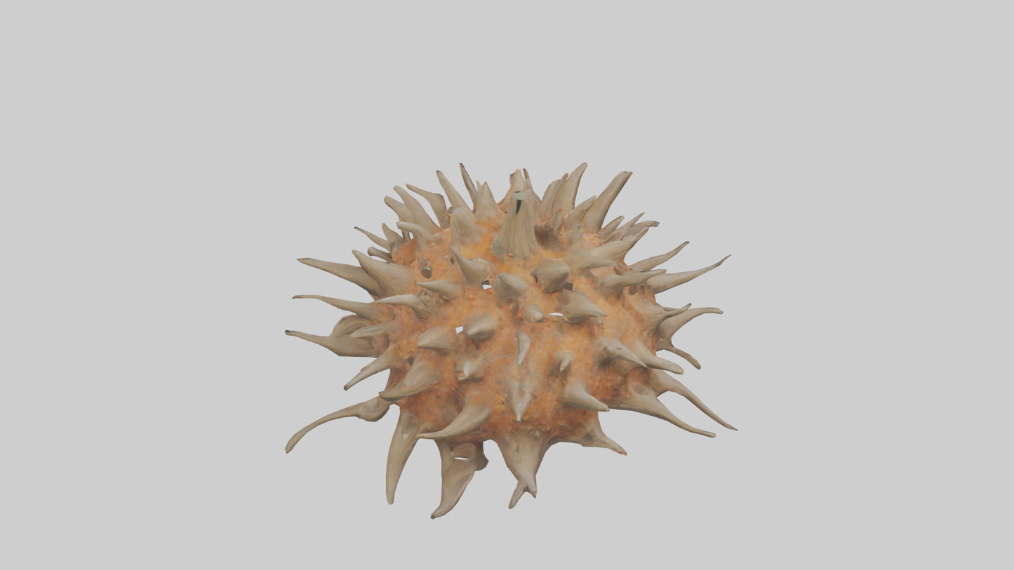 Sea Urchin clinging model 3D model