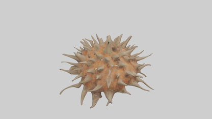 Sea Urchin clinging model 3D model