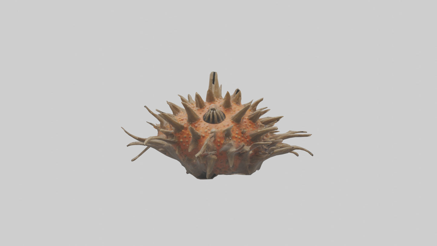 Sea Urchin clinging model 3D model